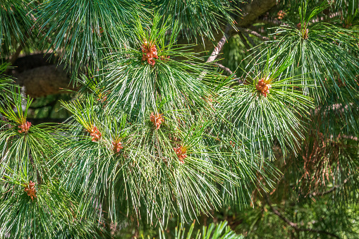 Cedar branches with long fluffy needles with a beautiful blurry background. Pinus sibirica, or Siberian pine. Pine branch with fresh shoots and long and thin needles.