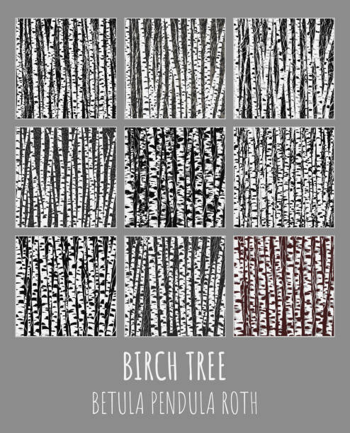 자작나무 숲 삽화 �세트입니다. betula pendula roth는 자작나무의 라틴어 이름입니다. 자작 나무 배경은 디자인합니다. - birch bark birch tree textured stock illustrations