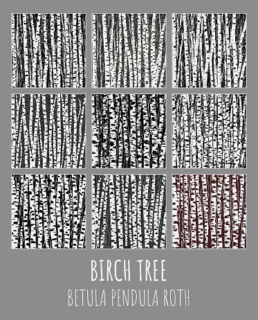 Birch grove illustration set. Betula pendula Roth is the Latin name for birch. Birch trees background for you design.