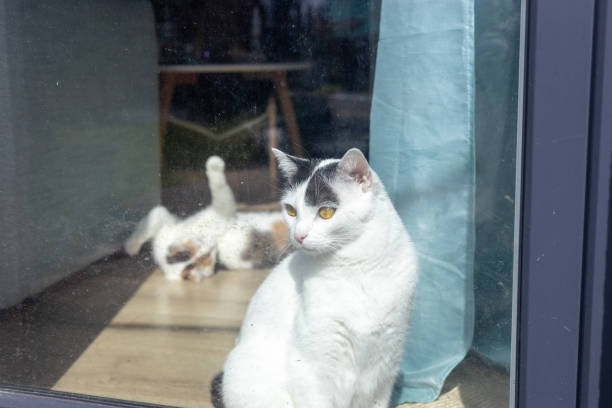 春、ペットは外に出たい、猫は汚れた窓から憧れて見ている - longingly ストックフォトと画像