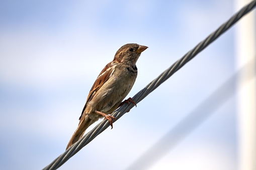 A cute sparrow perched on a thin wire.
