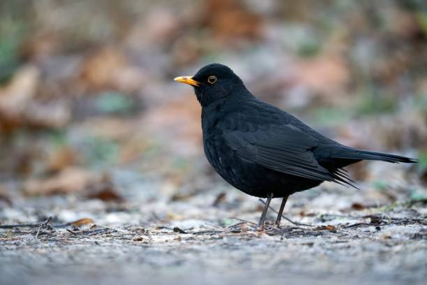 istock Blackbird standing on the ground and looking at the camera. Turdus merula. 1483615180