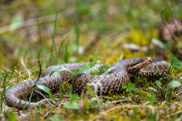 gemeine europäische viper, vipera berus, bieszczady-gebirge, karpaten, polen. - viper stock-fotos und bilder