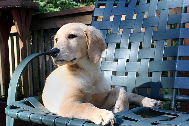 istock Relaxing Golden Puppy 148361537