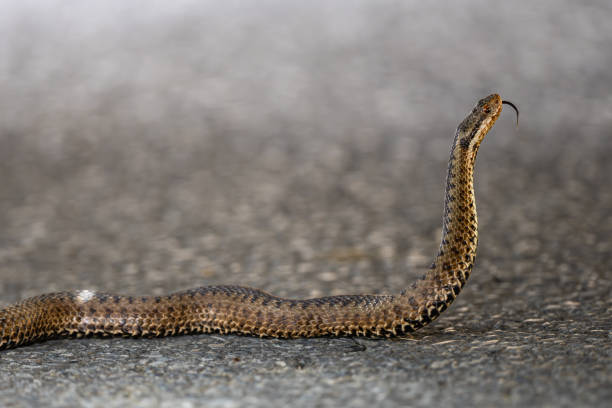 istock Common European Viper, Vipera berus, Bieszczady Mountains, Carpathians, Poland. 1483615536