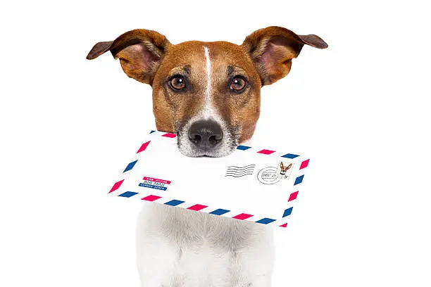Photo of Dog holding a mail letter to the owner fast delivery