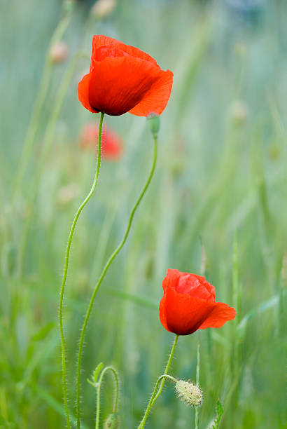 istock Two poppies outdoors 148361595