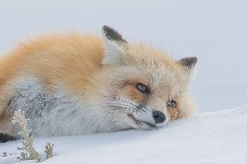 Red fox resting, lying down on a snow capped hill top in the Yellowstone Ecosystem  in Wyoming, in northwestern USA. Nearest cities are Gardiner, Cooke City, Bozeman and Billings Montana, Denver, Colorado, Salt Lake City, Utah and Jackson, Wyoming.