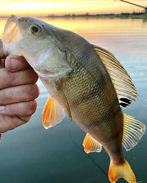 istock Fishing for perch and pike, fish catch 1483617353