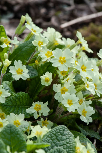 istock Cornish wild yellow primroses, Primula Vulgaris 1483617509