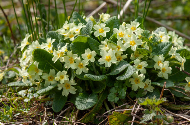 istock Cornish wild yellow primroses, Primula Vulgaris 1483617530