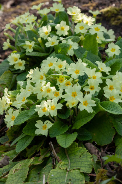 istock Cornish wild yellow primroses, Primula Vulgaris 1483617544