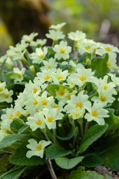 istock Cornish wild yellow primroses, Primula Vulgaris 1483617567