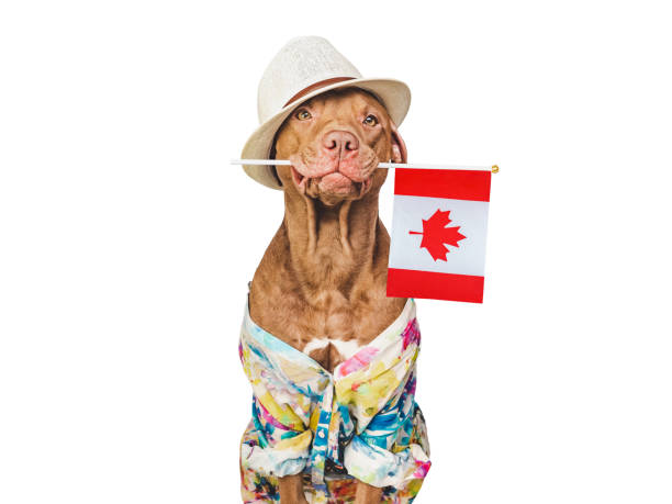 istock Charming, lovable brown puppy and Canadian flag 1483619279