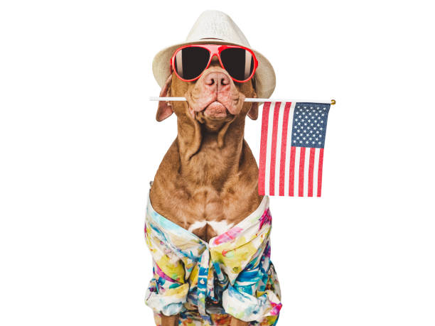 istock Charming brown puppy, sun hat and American flag 1483619307