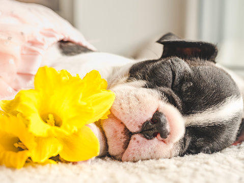 Cute puppy and a bouquet of bright flowers. Clear, sunny day. Close-up, indoors. Studio photo. Day light. Concept of care, education, obedience training and raising pets