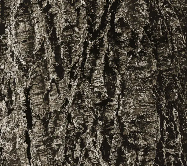 Vector illustration of Illustration of a close-up of cork tree bark. Cork tree or Phellodendron sachalinense in Latin