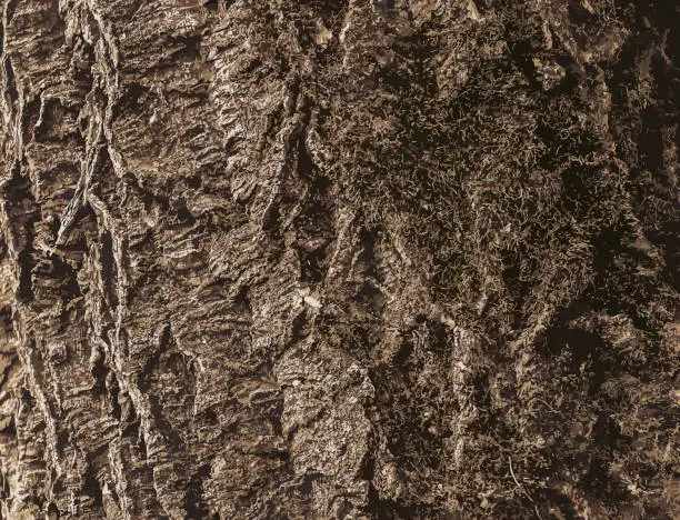 Vector illustration of Illustration of a close-up of cork tree bark. Cork tree or Phellodendron sachalinense in Latin
