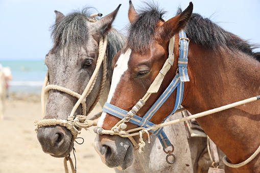 Tunisia. (South Tunisia) Djerba island. Beach of Sidi Mehrez. June 29, 2019. Horses use for sightseeing tours