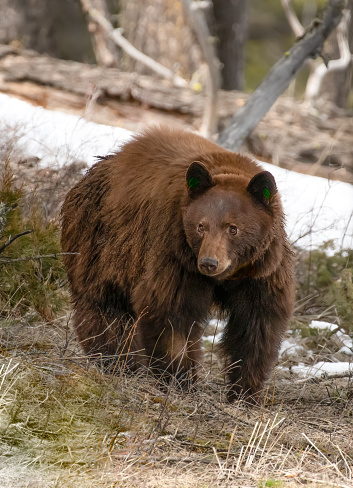 Large Black bear (cinnamon colored) standing in forest observing surroundings in Yellowstone Ecosystem of western USA of North America. Nearest cities are Jackson, Wyoming, Salt Lake City, Utah and Denver, Colorado.