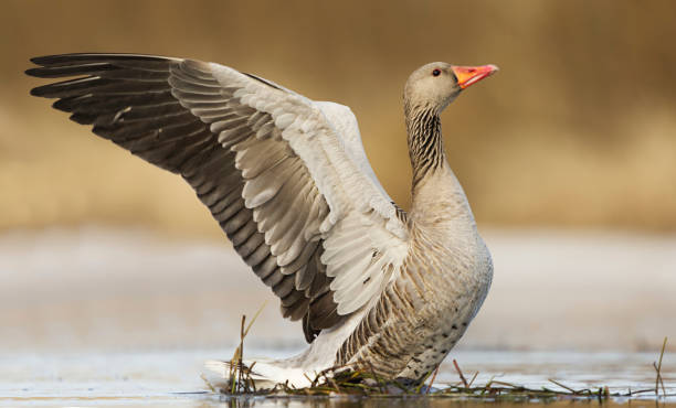 istock Greylag goose or graylag goose (Anser anser) doing a  wing flap in the river in spring. 1483628671