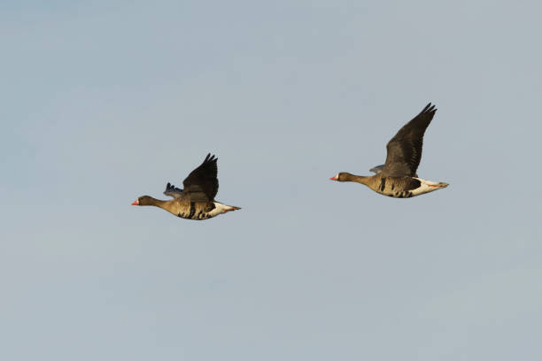 istock Greater white-fronted goose (anser albifrons) pair flying in the sky in spring. 1483628703