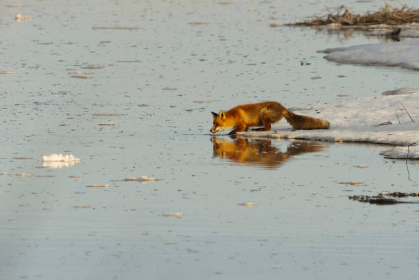 Red fox (vulpes vulpes) stalking at the edge of ice in river in spring.