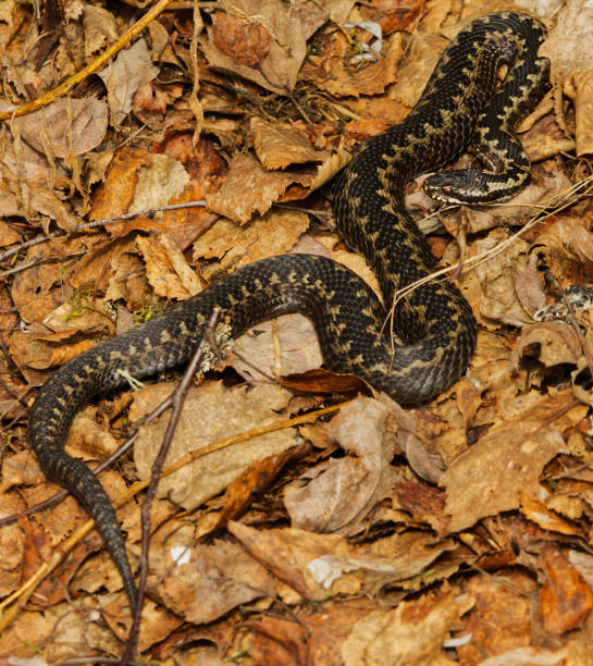 istock Common European adder or common European viper (Vipera berus) basking in spring. 1483628721