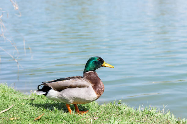 istock male duck standing on grass near lake 1483629168