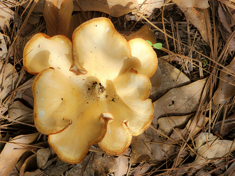 View of a mushroom on the soil in in pine forest.