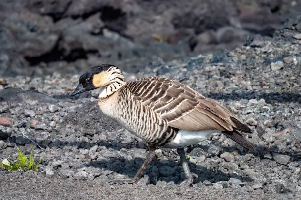 Photo of A nene (Branta sandvicensis), also known as the Hawaiian goose, roaming the lave plains along the edges of the Kilauea volcano crater, Hawaii Volcanoes National Park, Hawaii, USA