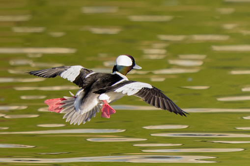 Male Bufflehead Duck  in Flight Across Fall Colored Pond
