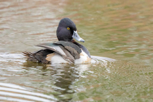 istock Handsome Male Ring-Necked Duck Preens on a Quiet Pond 1483629716