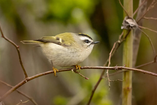 istock Tiny Golden-Crowned Kinglet Prepares to Take Flight 1483630334