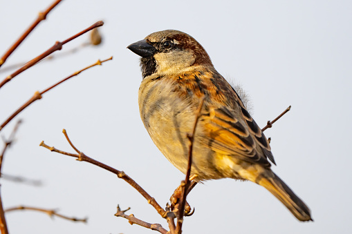 House Sparrow on a Dried Flower in Winter