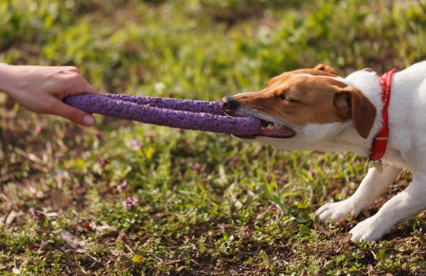 istock Jack Russell dog playing with owner outdoor. Cute young terrier pulling the puller toy with teeth 1483631211
