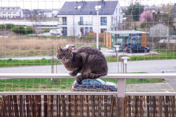 The cat is sitting on the balcony. Cat safety net on the balcony