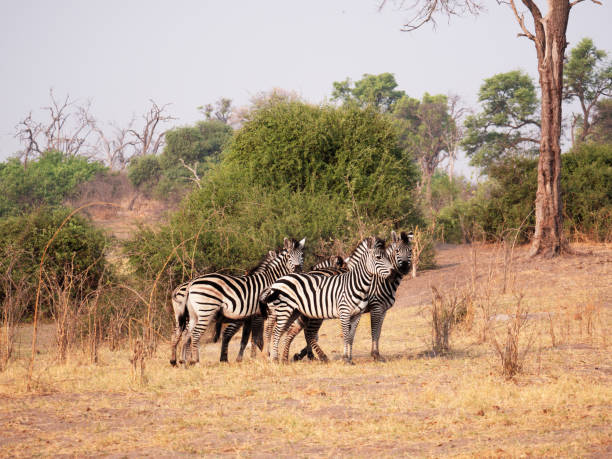 Zebra's on the steppe of Botswana