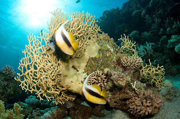 istock Banner fish on coral reef 148364003