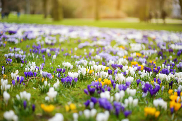 istock Blooming crocus flowers in the park. Spring landscape. 1483643771