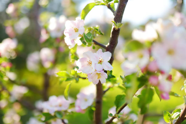 istock Beautiful old apple tree garden blossoming on sunny spring day. Blooming apple trees over bright sky. 1483643809