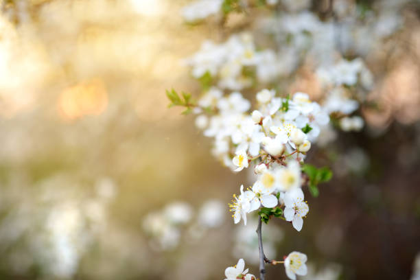 istock Beautiful cherry tree blossoming on spring. Beauty in nature. Tender cherry branches on sunny day outdoors. 1483643872