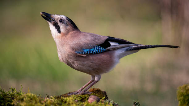 istock Eurasian jay Garrulus glandarius portrait close up 1483643882