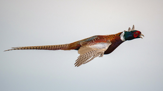 Ringed pheasant, Phasianus colchicus flying against a cloud background.