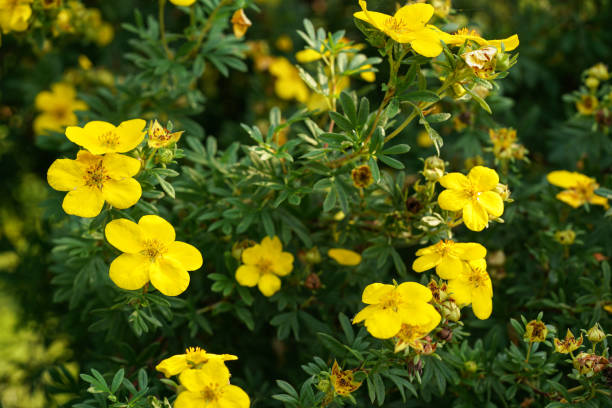 Small bright shrubby cinquefoil flowers with green leaves around growing in garden, closeup detail stock photo