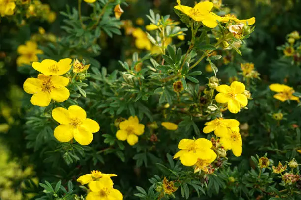 Photo of Small bright shrubby cinquefoil flowers with green leaves around growing in garden, closeup detail