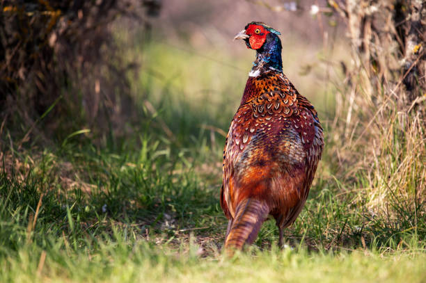 istock Ringneck Pheasant, Phasianus colchicus in the habitat 1483644369