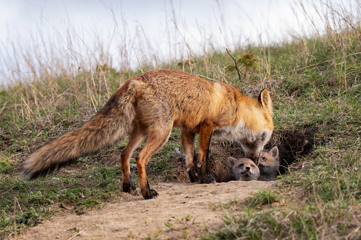 Red fox Vulpes vulpes in the wild. Fox with cubs. Close up in the wild. Fox Hole.