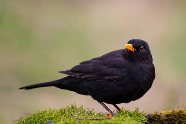 istock Common blackbird Turdus merula in the wild 1483645849