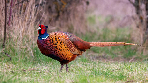 istock Ringneck Pheasant, Phasianus colchicus in the habitat 1483645946